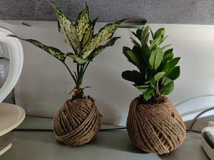 KOKEDAMA