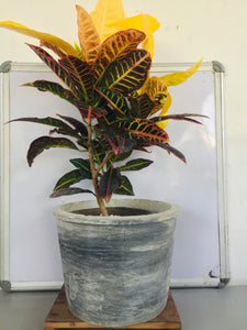 Croton Petra