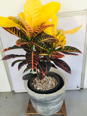 Croton Petra