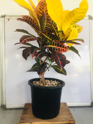 Croton Petra