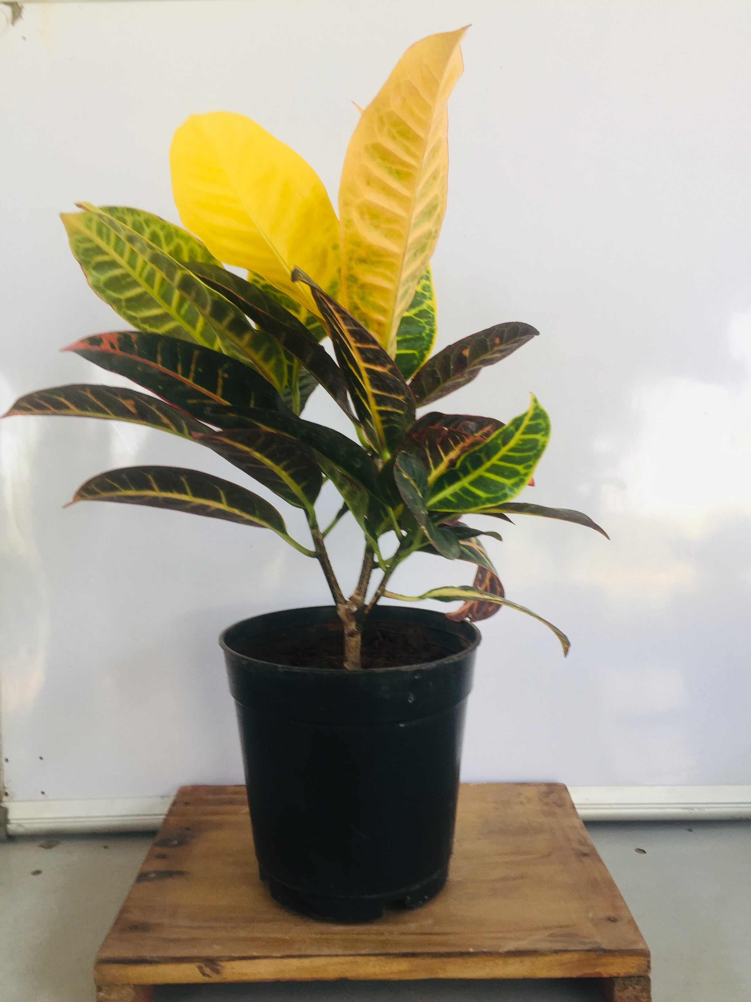 Croton Petra