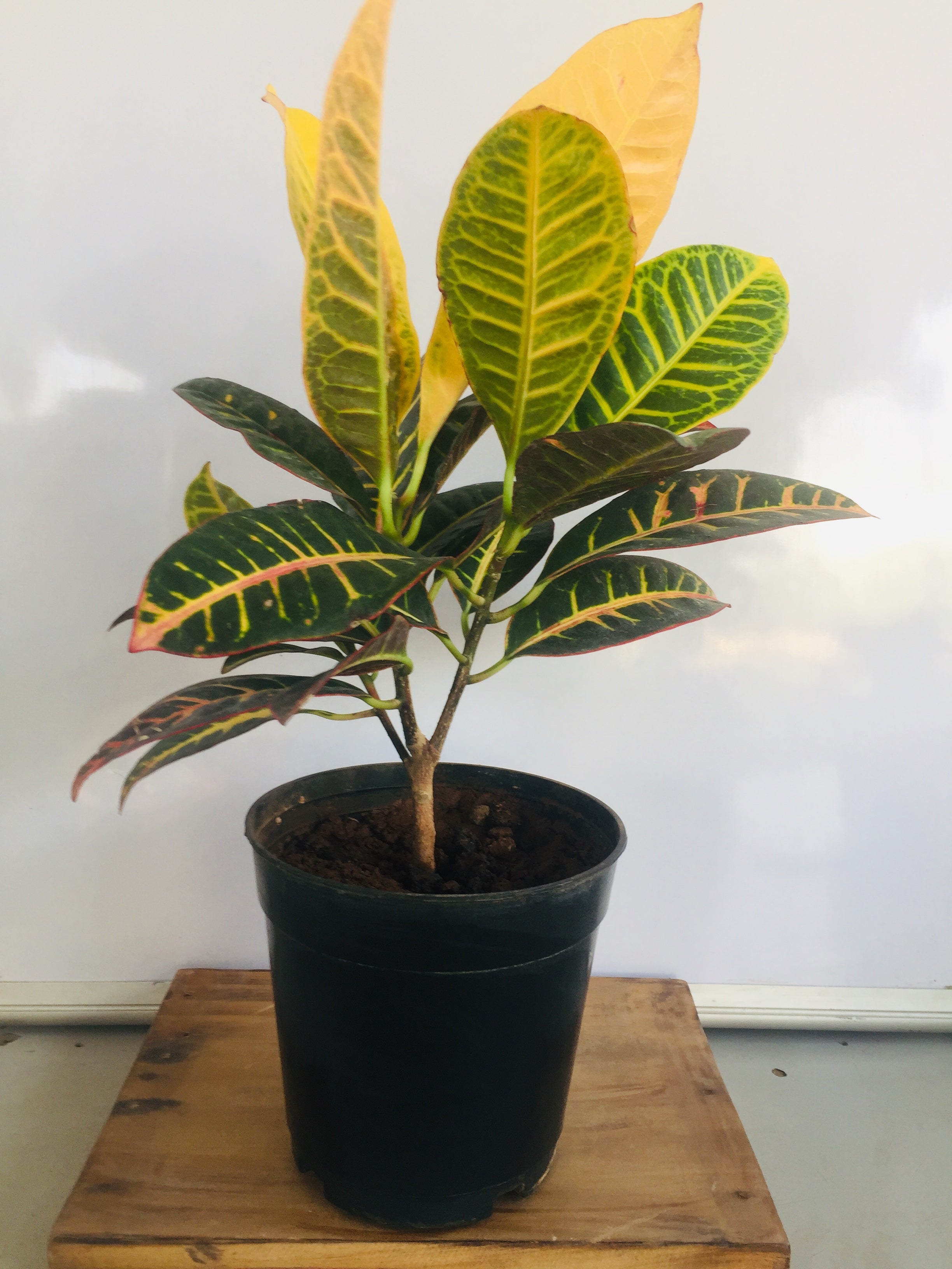 Croton Petra