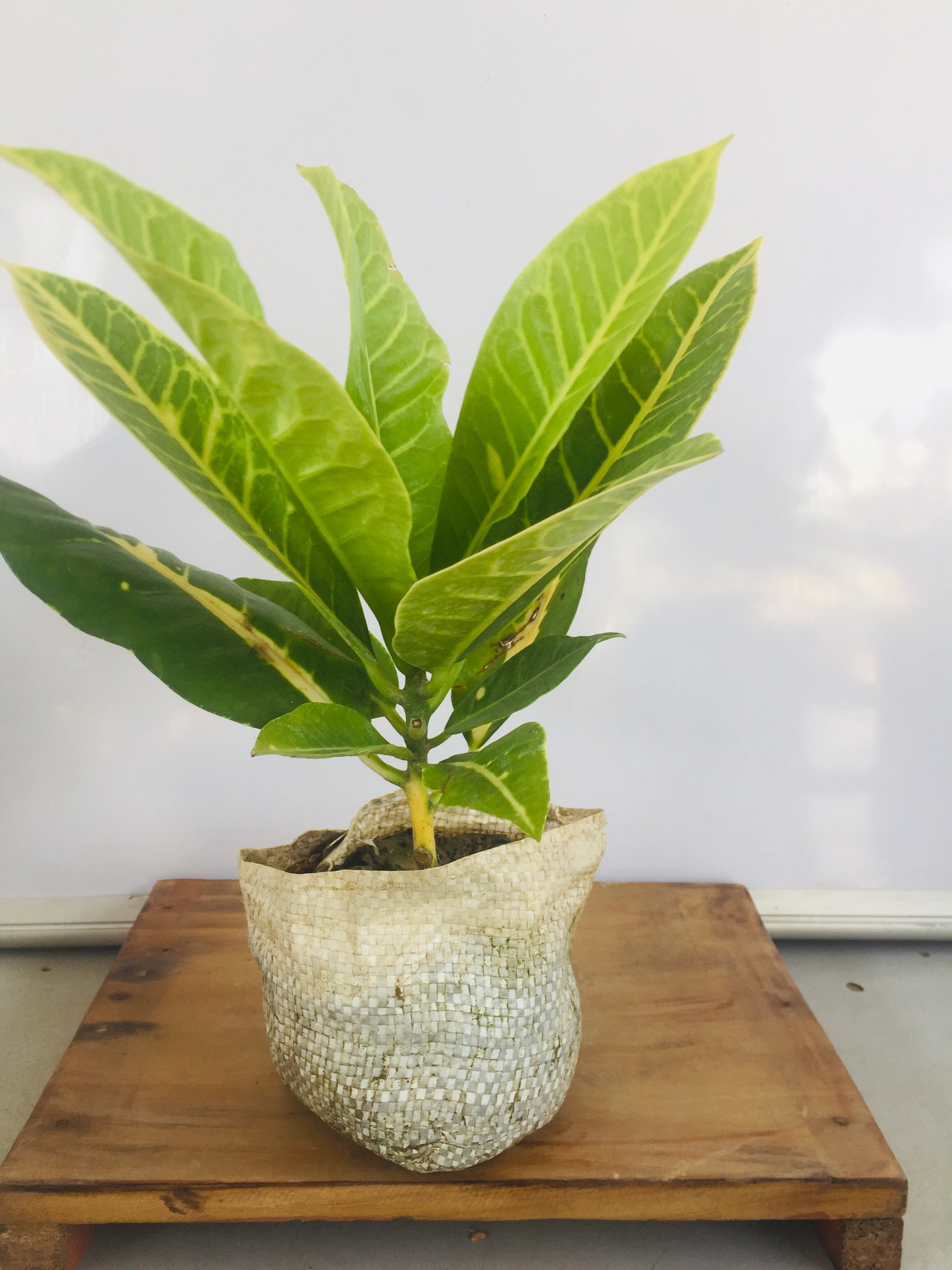 Croton Petra