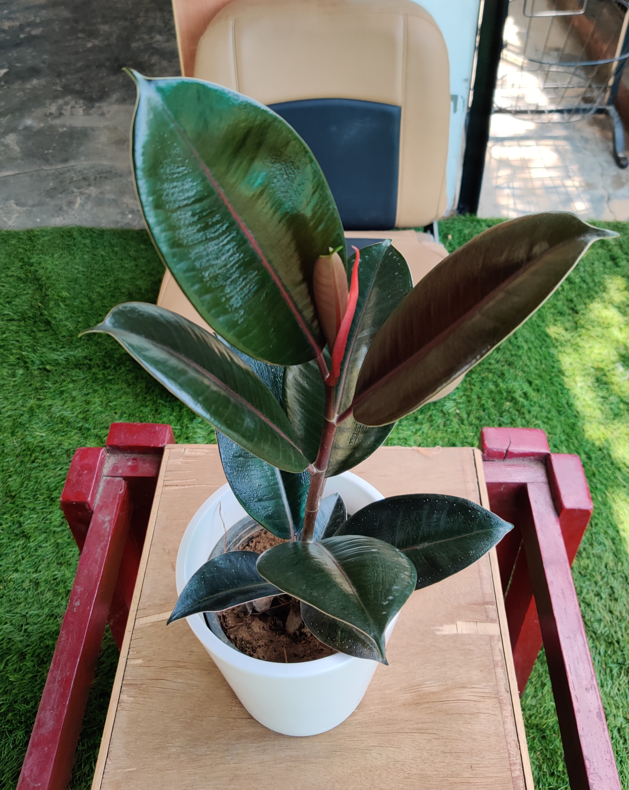 Rubber Plant – Growing Green