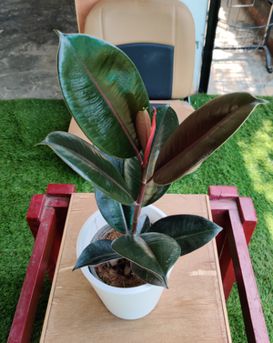 Rubber Plant