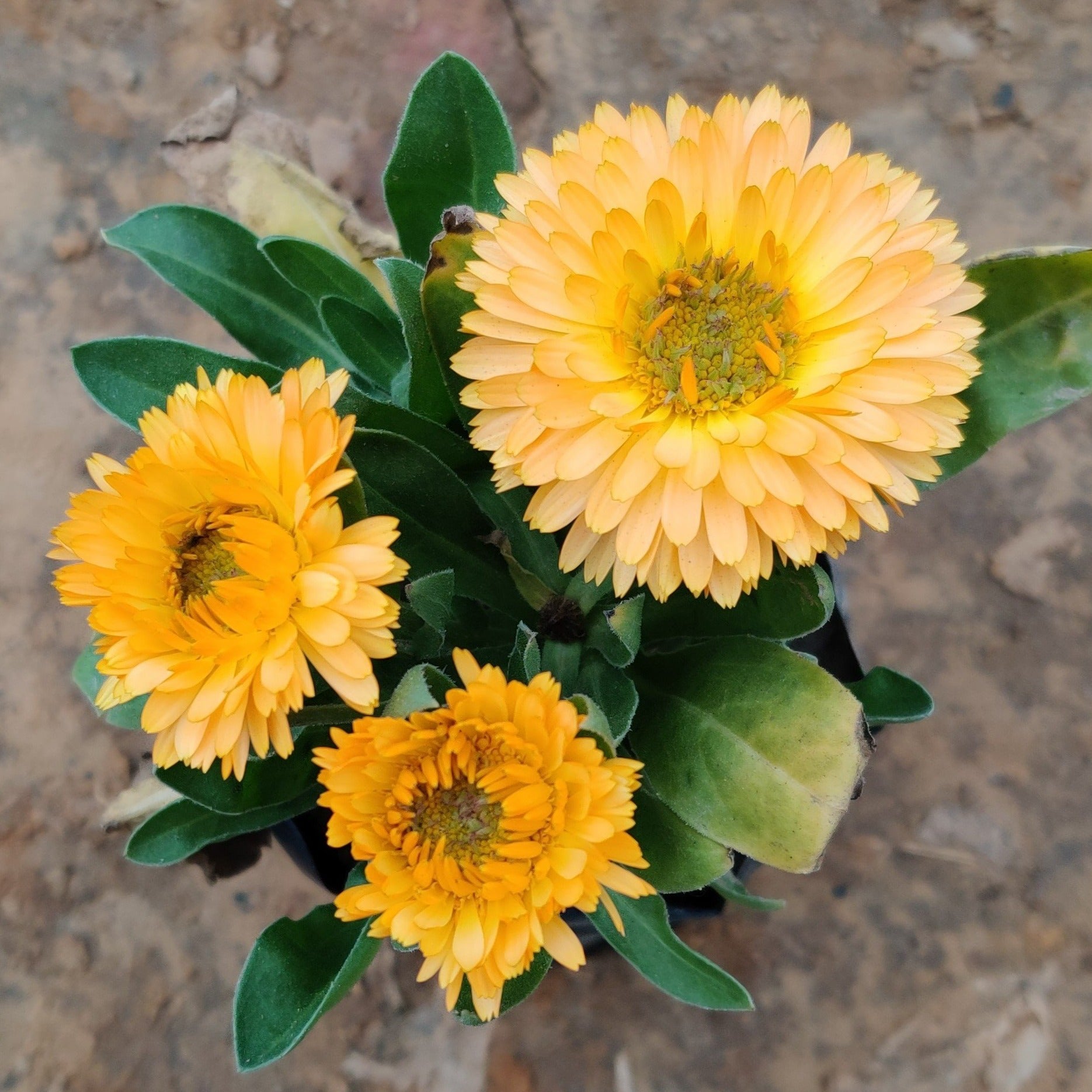 Calendula