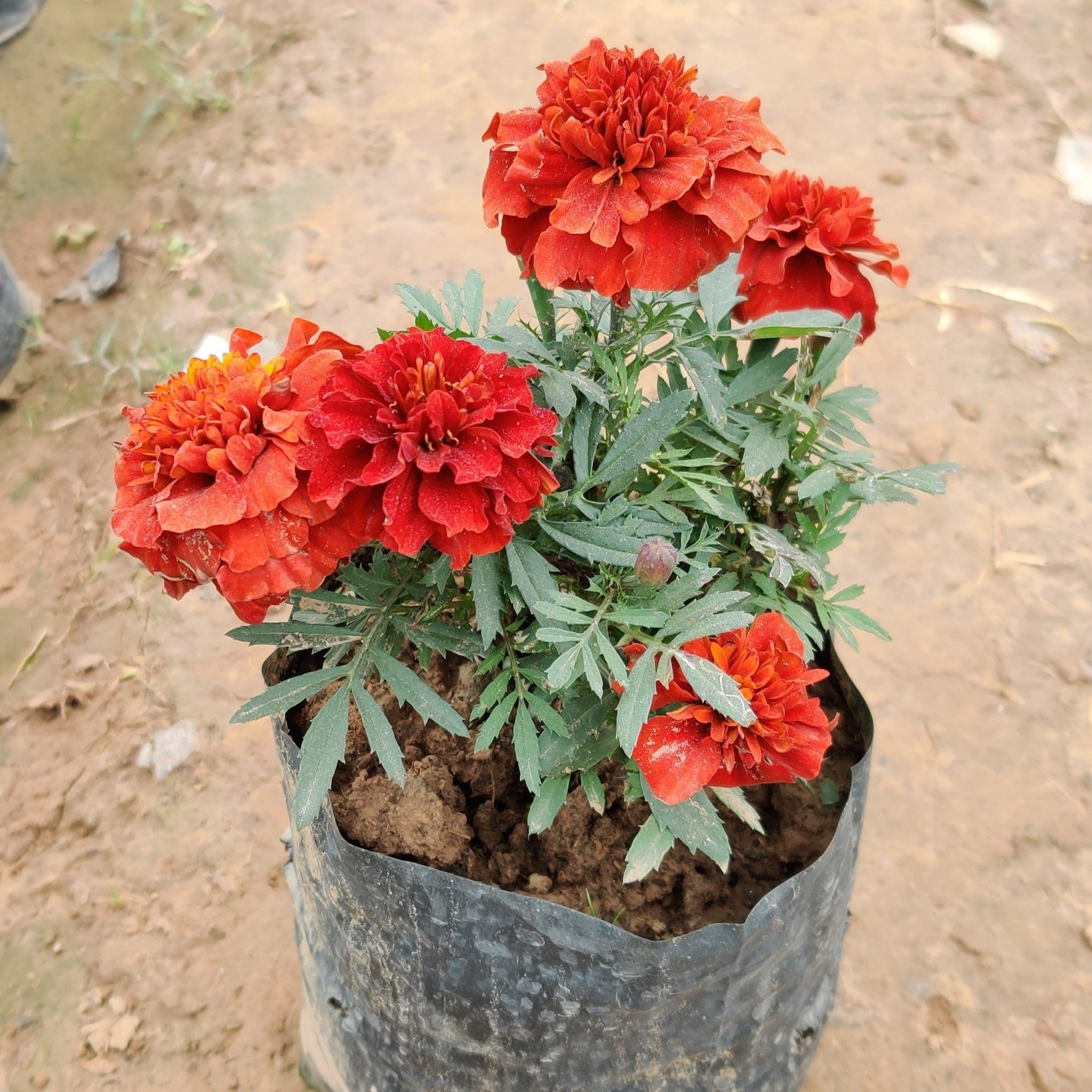 French Marigold