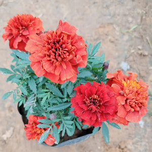 French Marigold