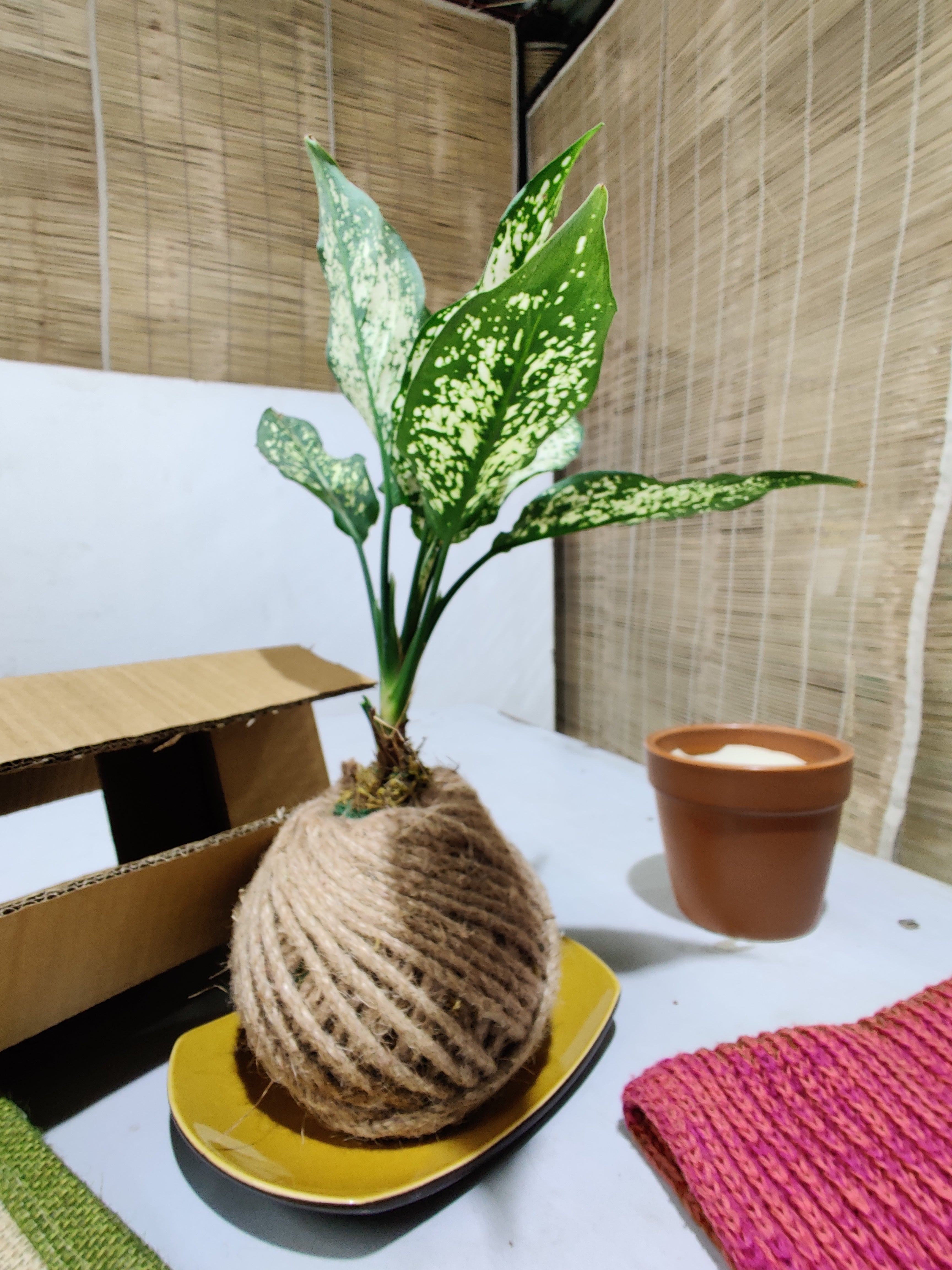 Kokedama of Aglaonema Snow-White