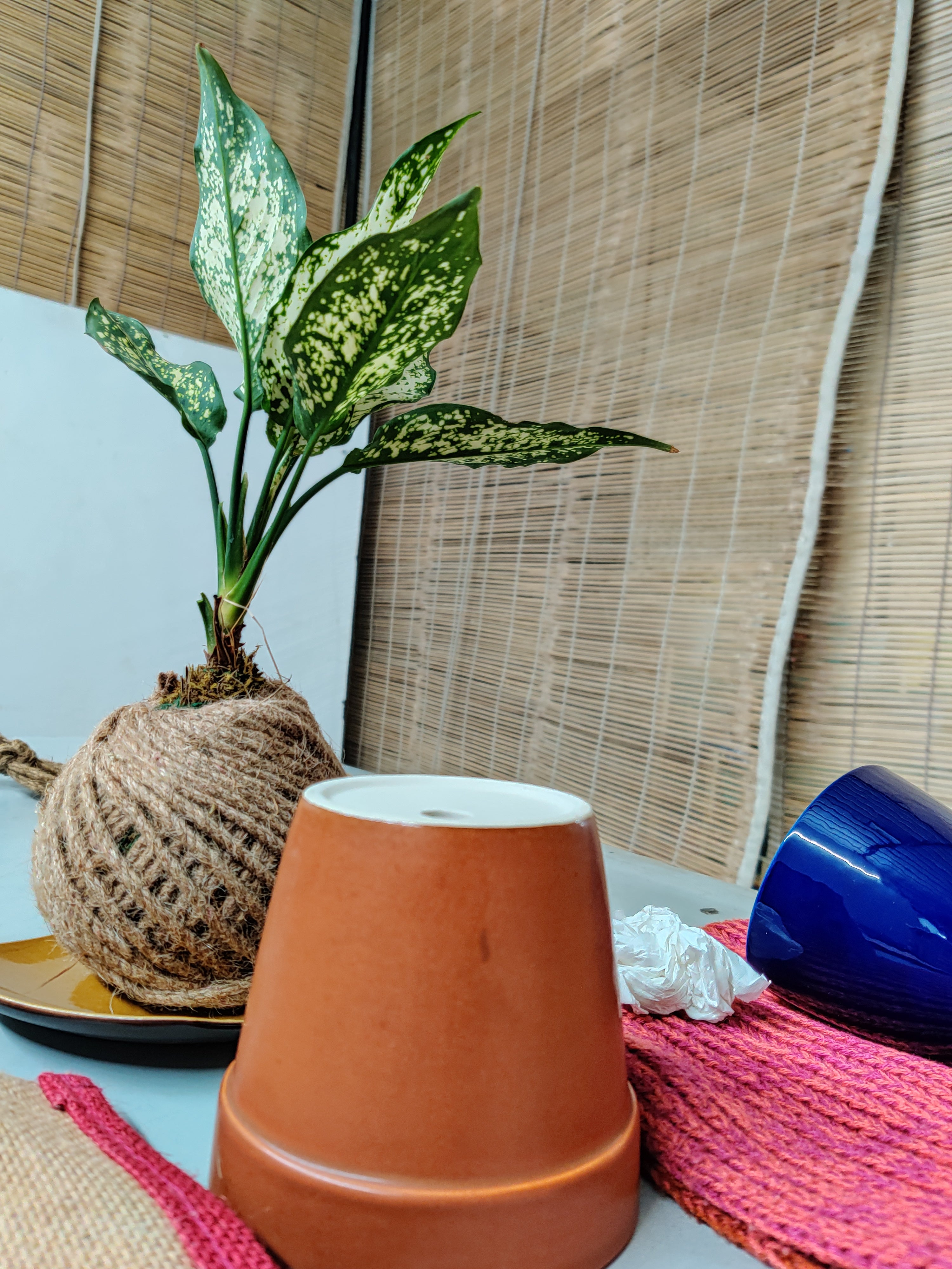 Kokedama of Aglaonema Snow-White