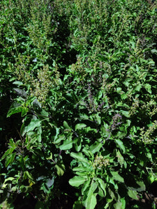 Tulsi (Holy Basil)