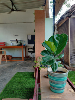 Fiddle Leaf Fig (Ficus Lyrata)