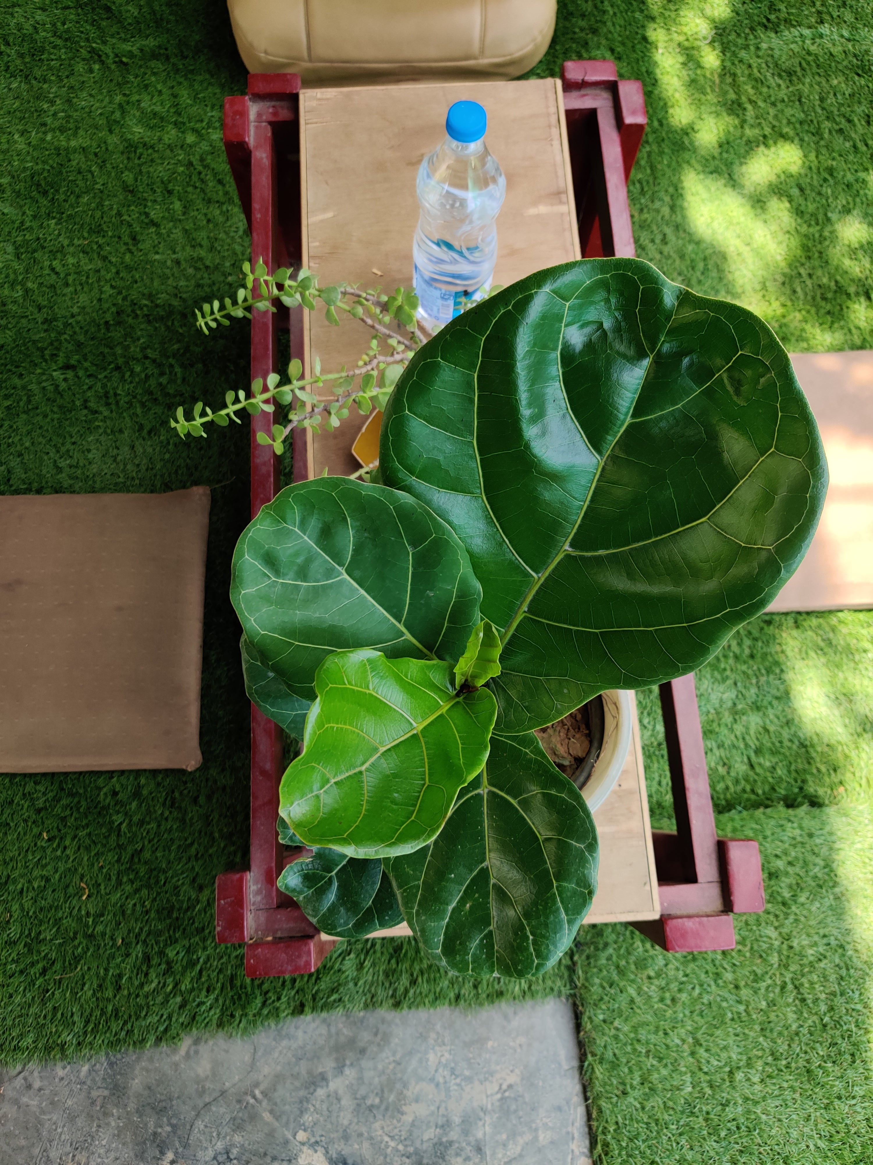 Fiddle Leaf Fig (Ficus Lyrata)