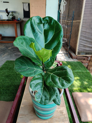 Fiddle Leaf Fig (Ficus Lyrata)