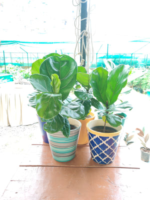 Fiddle Leaf Fig (Ficus Lyrata)