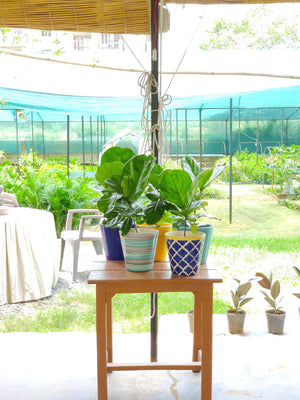 Fiddle Leaf Fig (Ficus Lyrata)