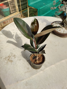 Rubber Plant – Growing Green