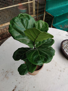 Fiddle Leaf Fig (Ficus Lyrata)