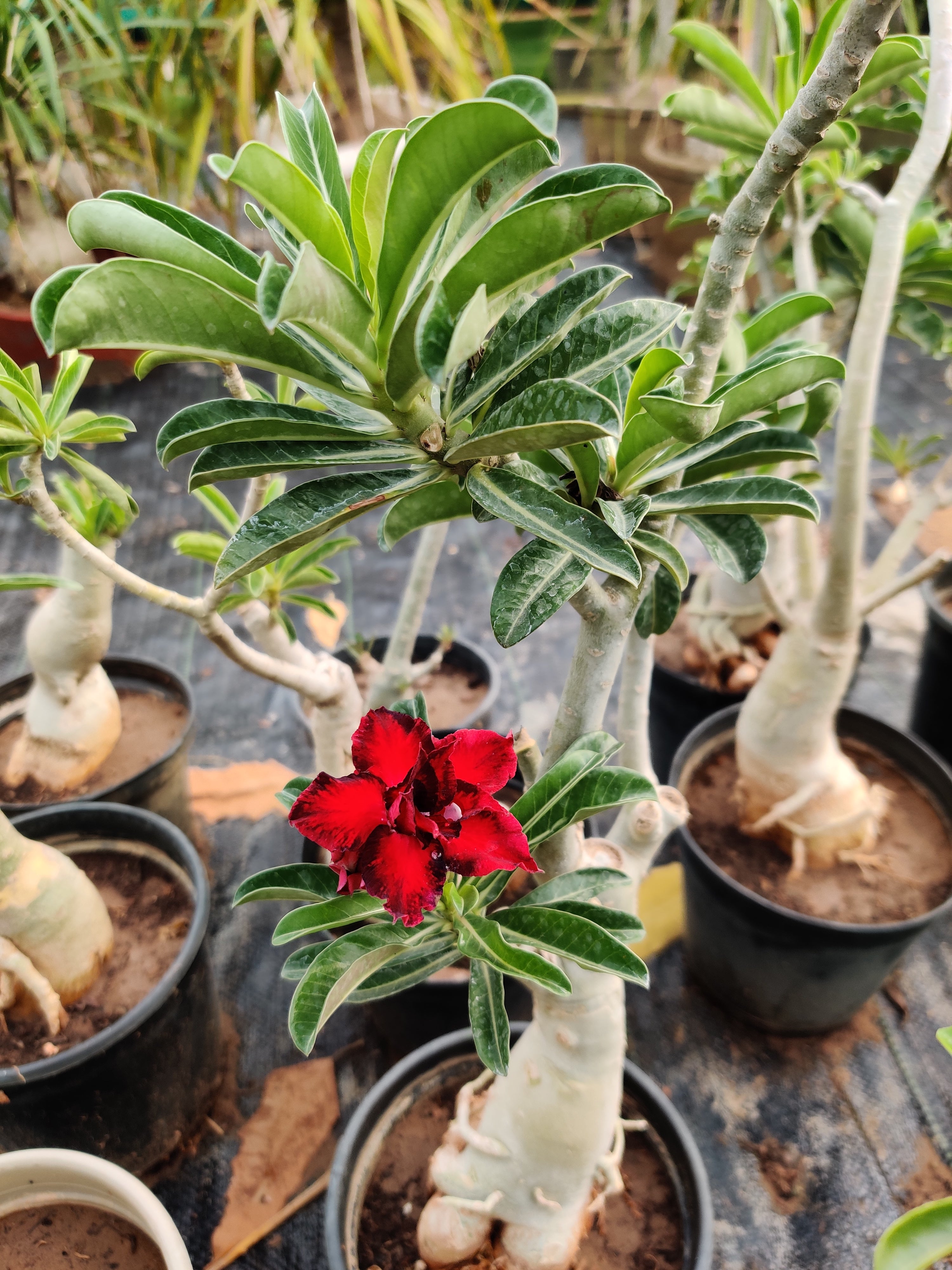 Adenium