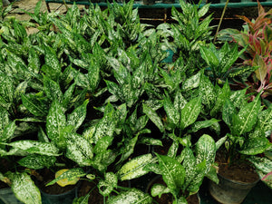 Aglaonema Snow-white