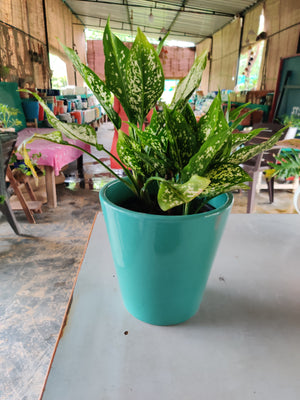 Aglaonema Snow-white