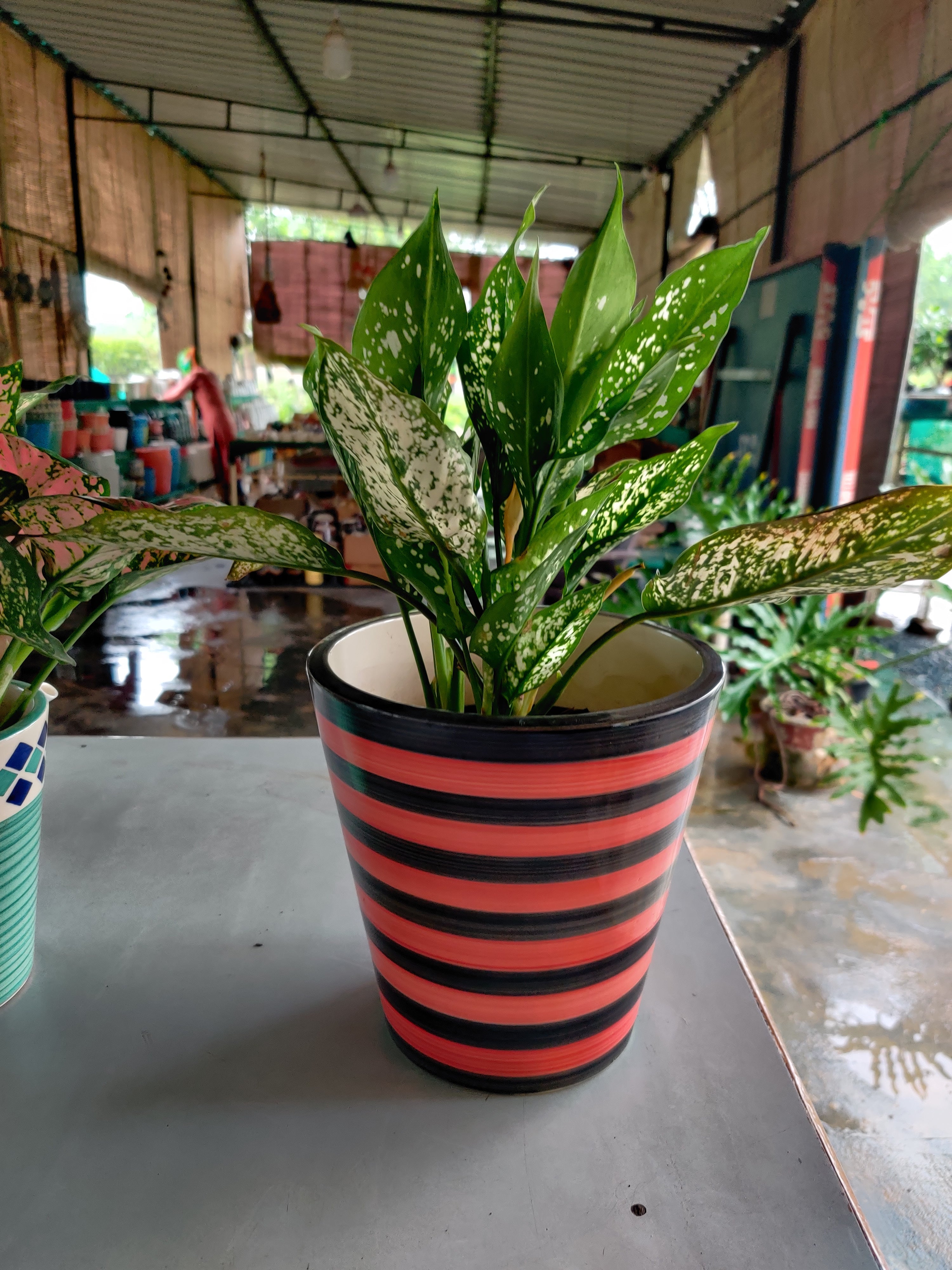 Aglaonema Snow-white