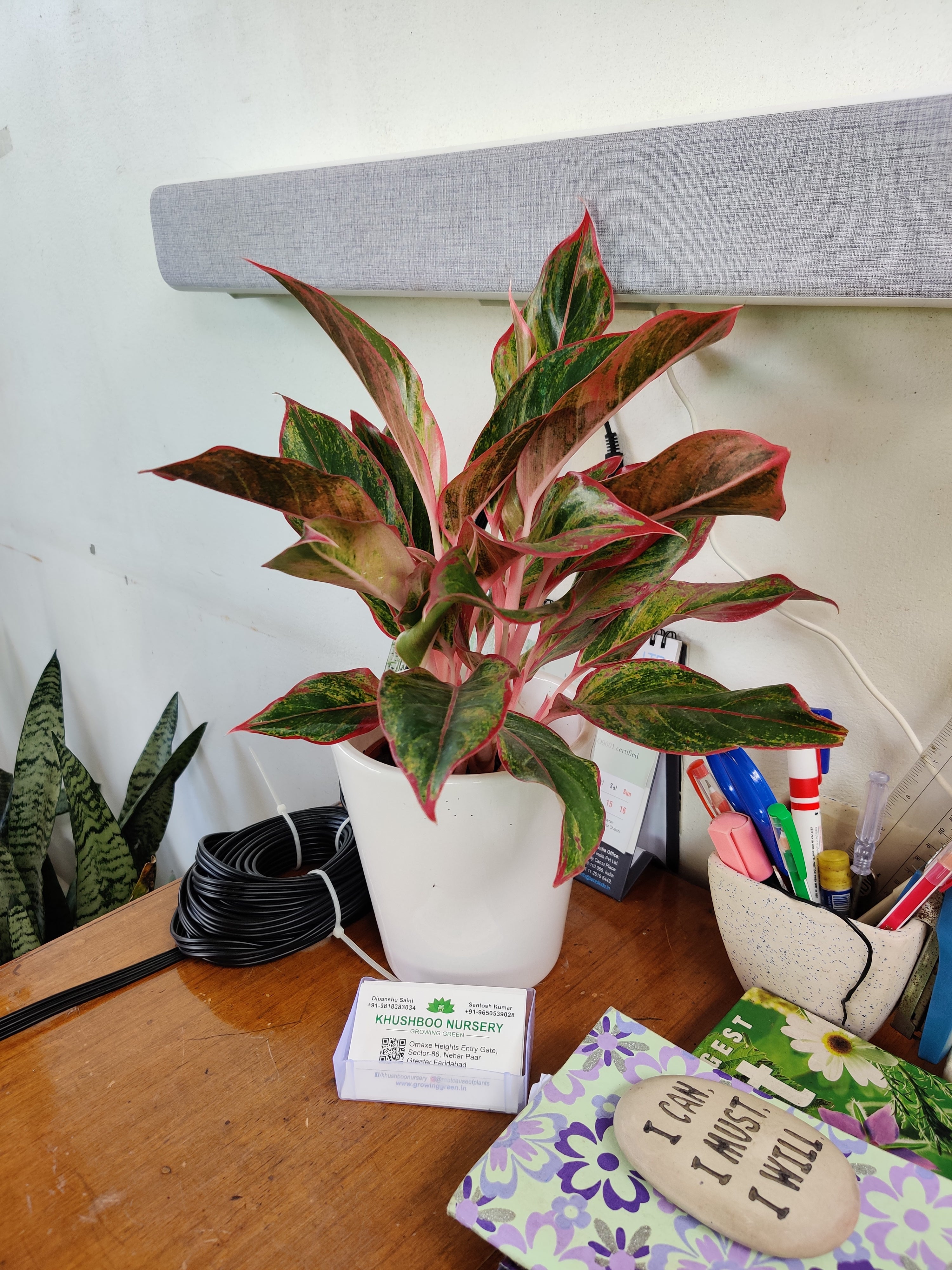 Aglaonema Lipstick