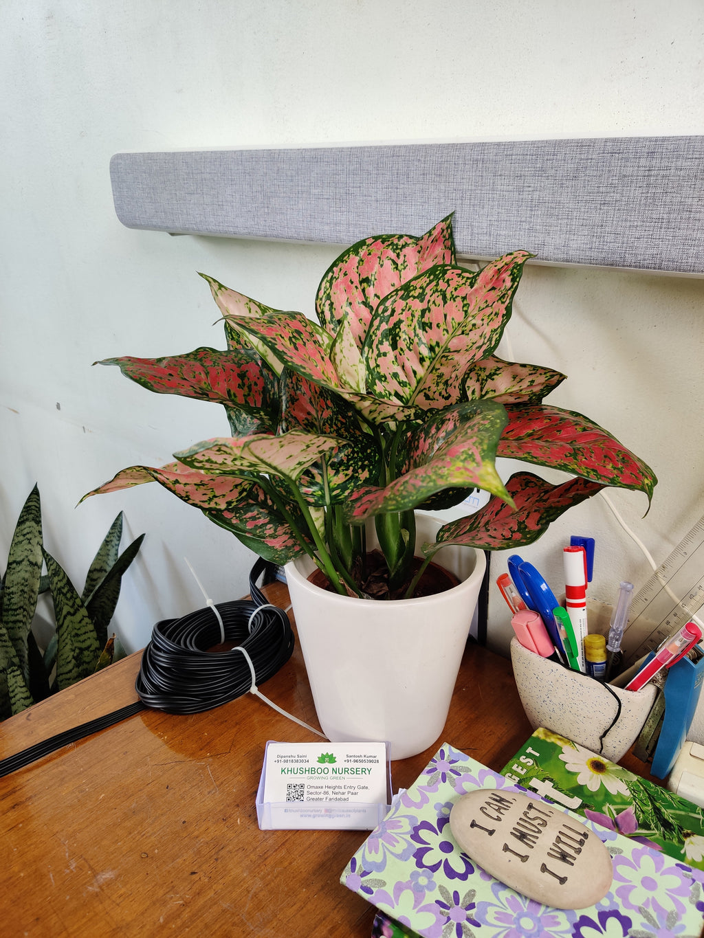 Aglaonema Pink Perfection