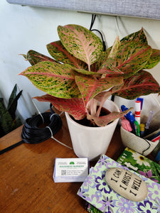 Aglaonema Pink Lady