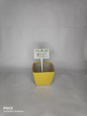 Ceramic Pot: Square Tapered (Small/Medium)