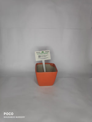 Ceramic Pot: Square Tapered (Small/Medium)