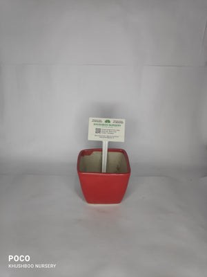 Ceramic Pot: Square Tapered (Small/Medium)