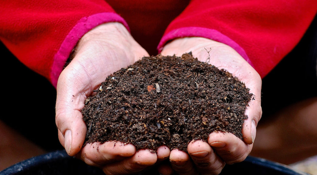 Leaf Mould - Organic Soil Conditioner / Succulent Soil