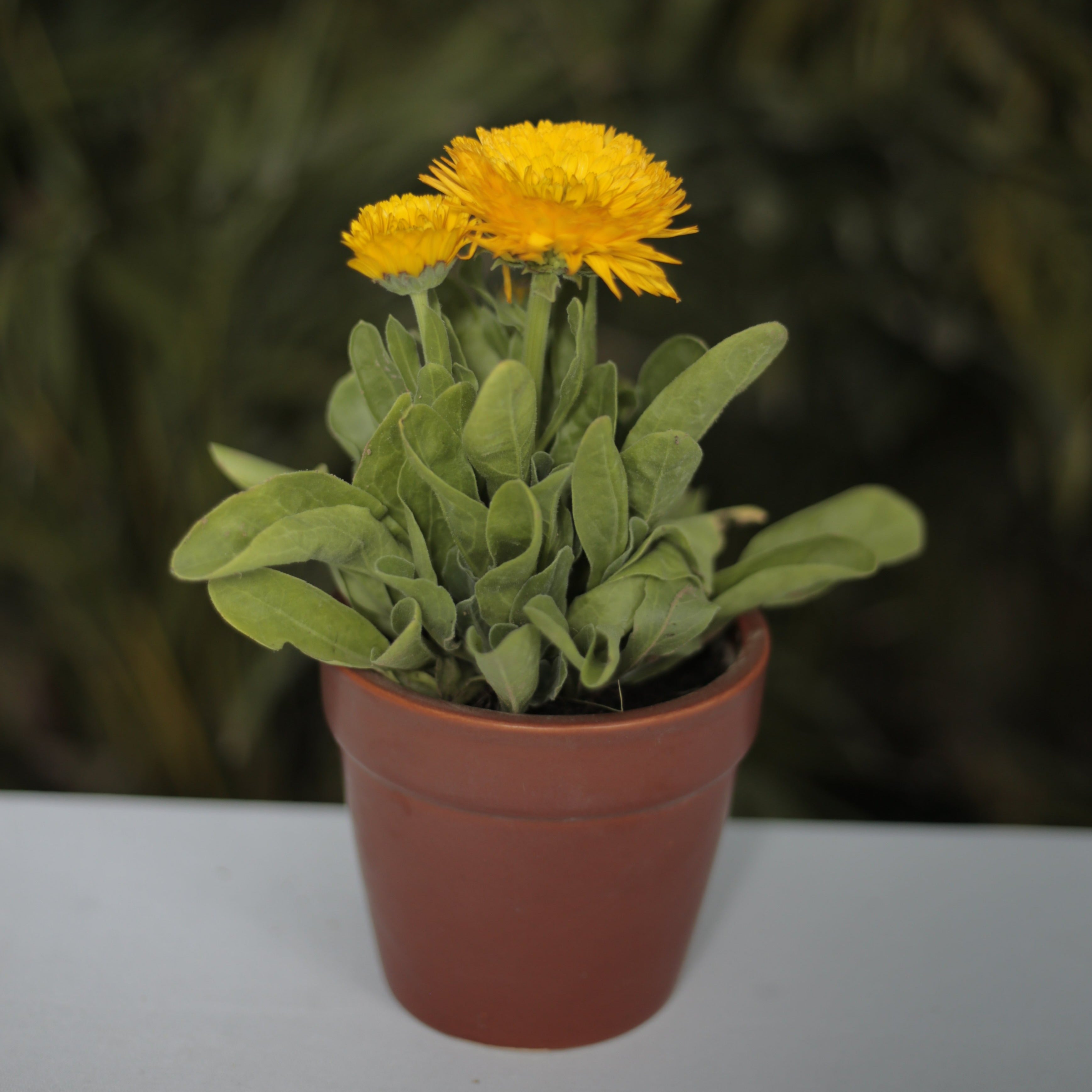 Calendula