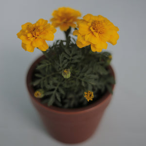 French Marigold