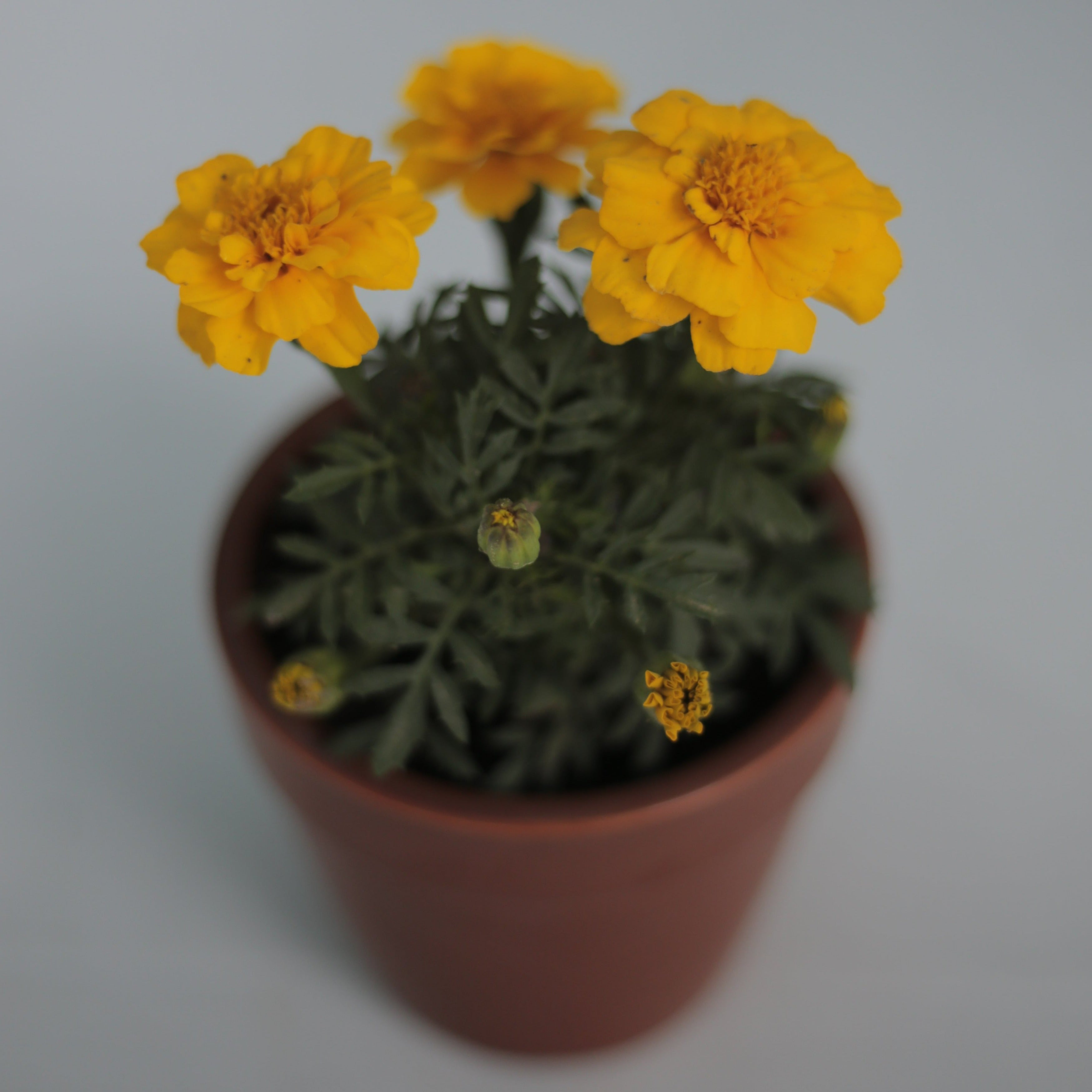 Marigold