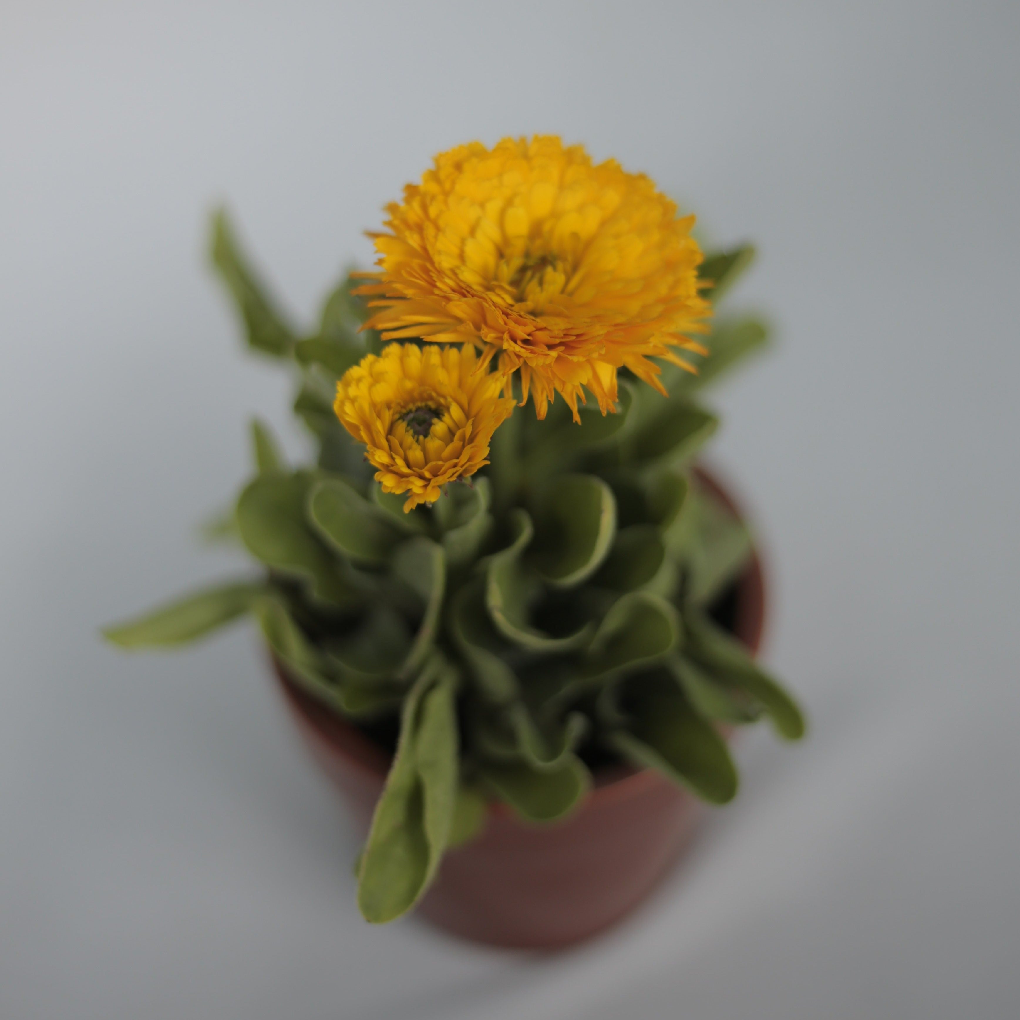 Calendula