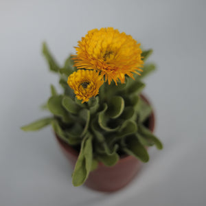 Calendula