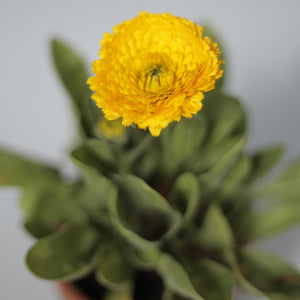 Calendula