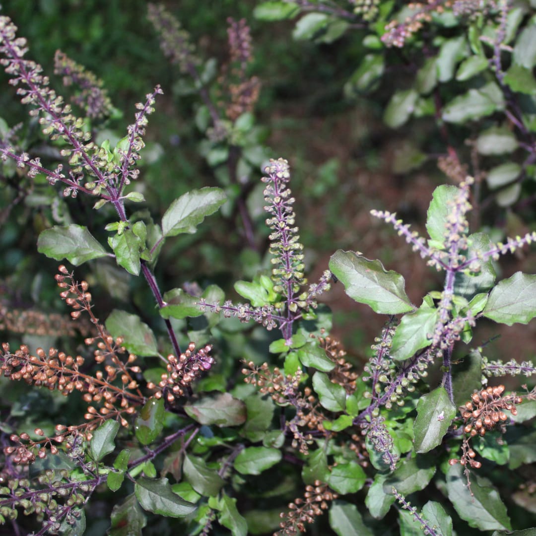 Tulsi (Holy Basil)