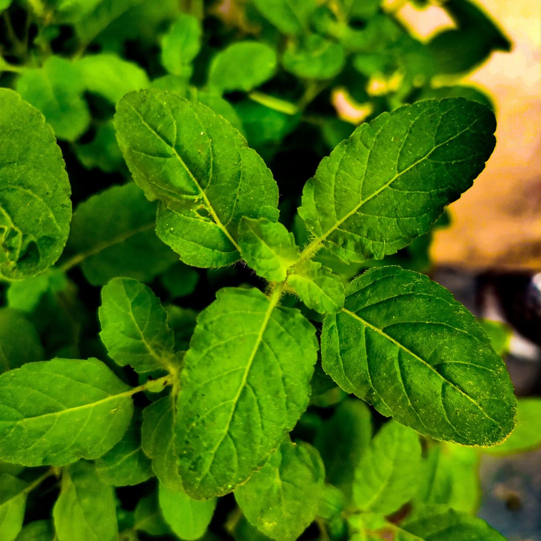 Tulsi (Holy Basil)