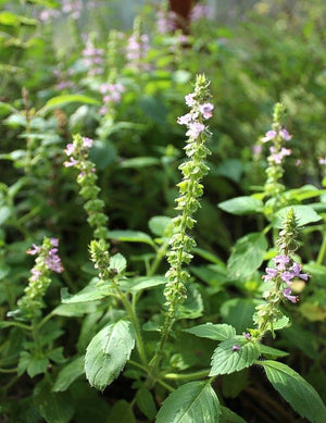 Tulsi (Holy Basil)