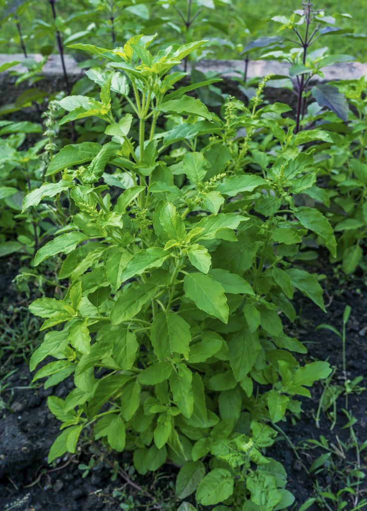 Tulsi (Holy Basil)