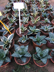 Snake Plant Dwarf