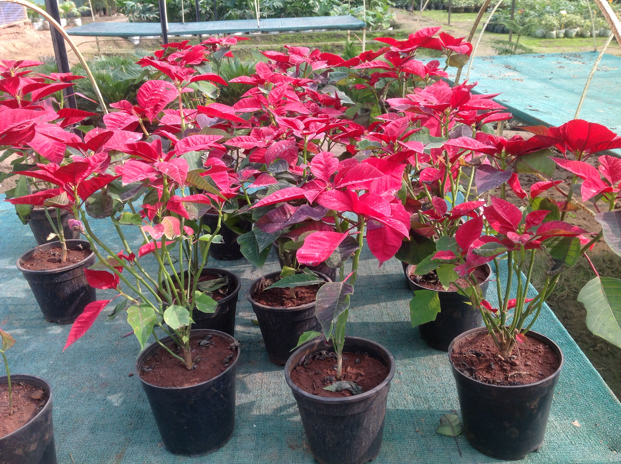 Poinsettia